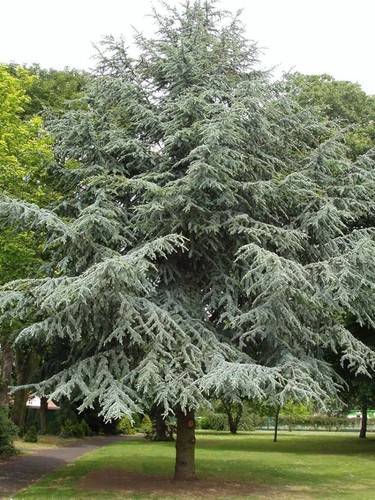 Cedrus atlantica cedro - atlantica,