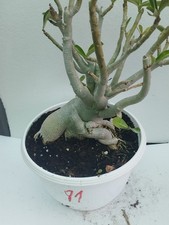 Adenium Obesum Caudex