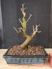 bonsai di melo   h 41 cm