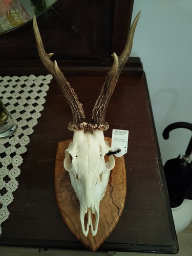 Teschio capriolo scudo - capriolo,
