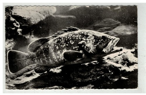 Monaco 18807 laboratoire - #18807,