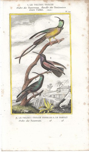 Stampa antica uccelli - antica, colibri'
