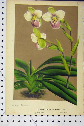 Vecchia stampa antica - , c1853