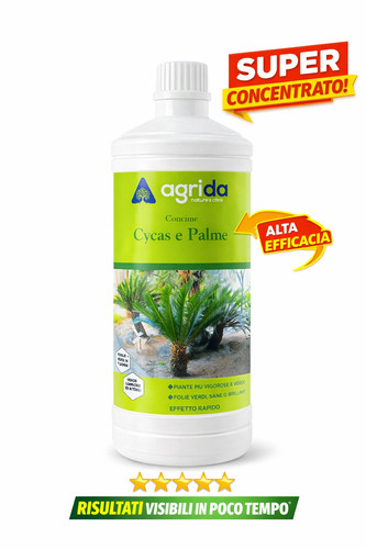 Agrida cycas rinverdente kg - cycas, 1