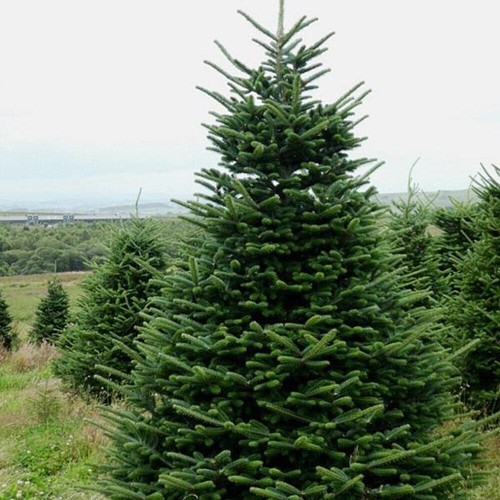 Abies nordmanniana abete - nordmanniana, del