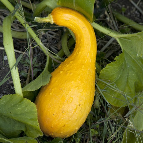 Squash crookneck ez - *,