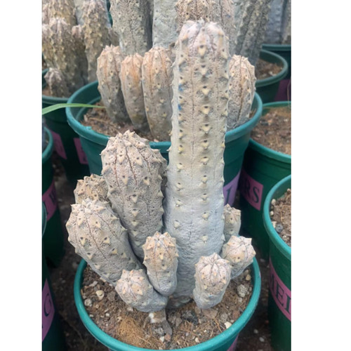 Piante succulente cactus - succulente,