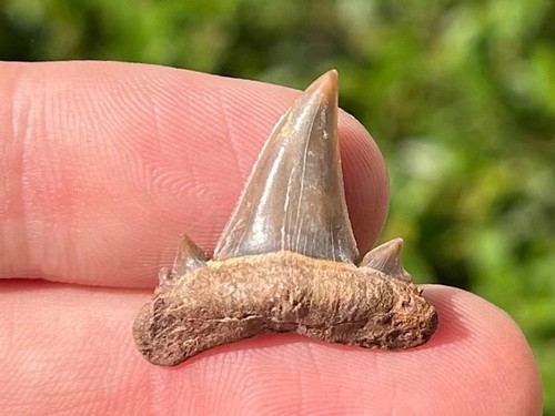 Bello dente squalo fossile - dente,