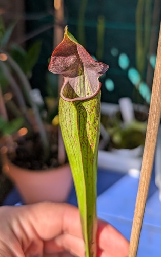 Pianta carnivora sarracenia - carnivora,
