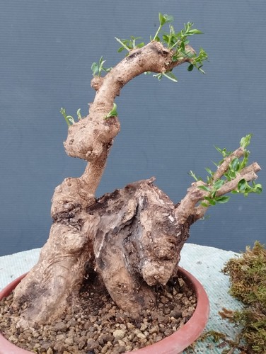 Bonsai olivastro 20x20 - bonsai,