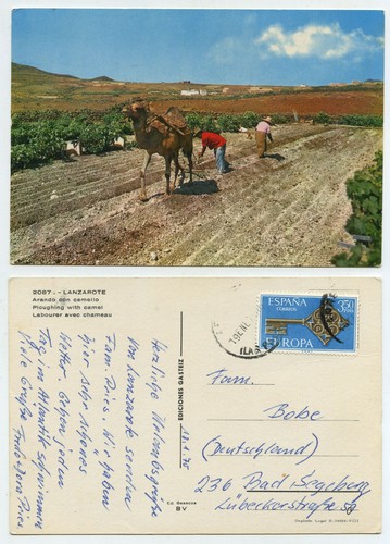 59973 lanzarote arando - 59973,