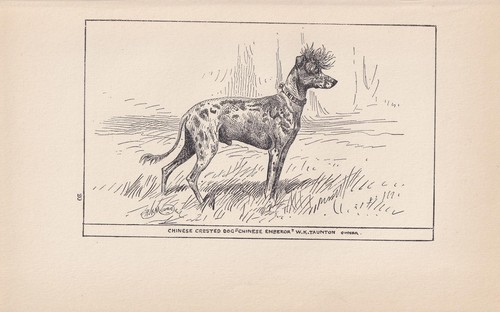 1900 cane crestato cinese - cane,