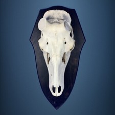 463SKU Teschio di cervo