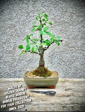 Malus golden hornet - sp., hornet"