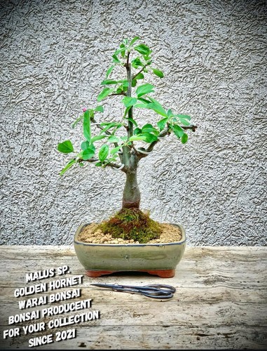 Malus golden hornet - sp., hornet"