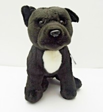 Amstaff Staffie Staffordshire