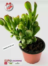 Crassula Ovata Hobbit - Gollum
