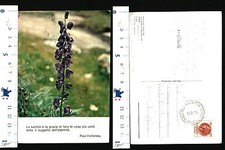 CARTOLINA TEMATICA FLOREALE - VIOLE IN UN PRATO VERDE - 54016