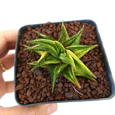 Haworthia limifolia GIALLO VARIEGATO - Succulenta variegata