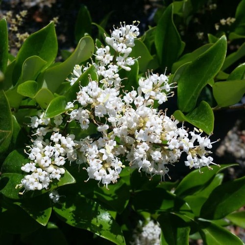Ligustrum texanum cesp - ligustrum, cesp.50