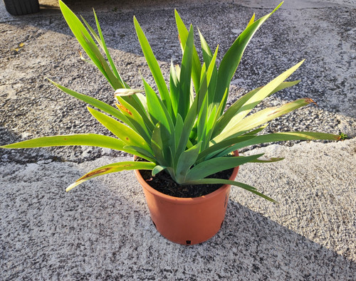 Pianta iris germanica cespo - 1,
