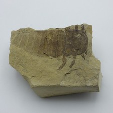 Silurian Fossil Eurypterid Sea