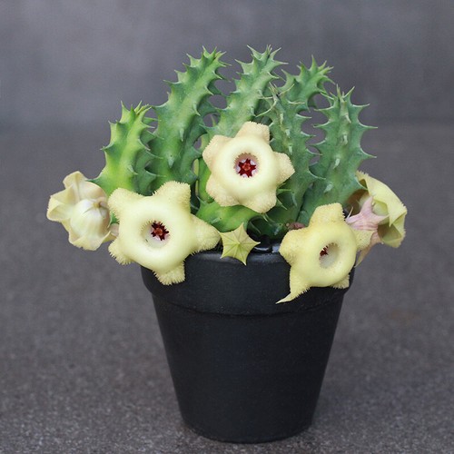 Huernia somalica hybird