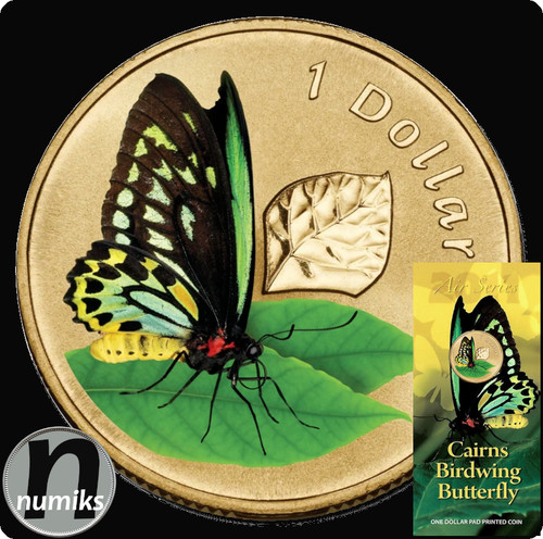 Cairns birdwing butterfly - birdwing,