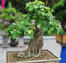 25 graines de FIGUIER DES PAGODES (Ficus religiosa)PIPAL W41 BODHI TREE SEEDS 