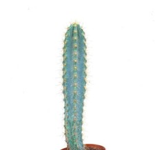 Pilosocereus azureus Y78 - Cactus Torcia Blu | Candela Blu