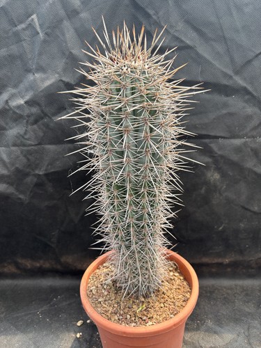 Pachycereus pringlei vivaio - pachycereus,