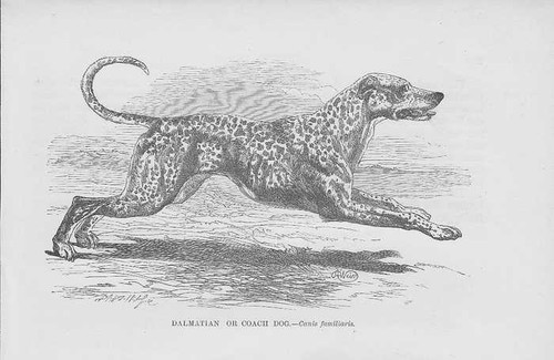Dalmata irlandese setter cani - dalmata,