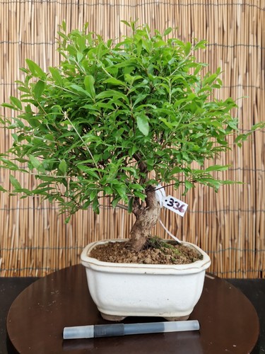 Bonsai melograno 35cm - melograno, h