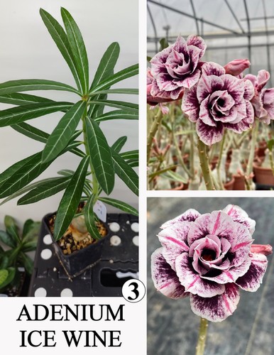 Adenium ice wine rosa - ice,