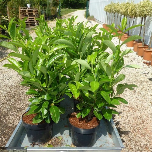 Lauroceraso prunus - lauroceraso, "prunus