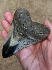 Autentico dente Megalodonte
