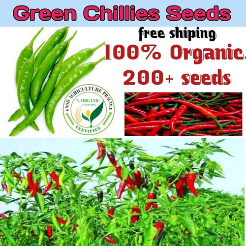 200 semi peperoncino - 200+,