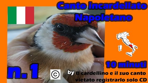 Canto incardellato domestico - incardellato,