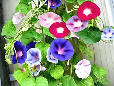 SEMI MORNING GLORY IPOMEA CAMPANELLA RAMPICANTE MIX COLOR SEEDS IPOMOEA