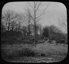 Coppice winter c1910 - coppice,