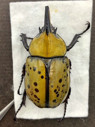 Insetto maggiolino dynasidae - maggiolino,