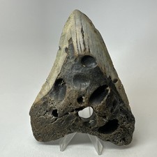 Dente squalo megalodonte - dente, di