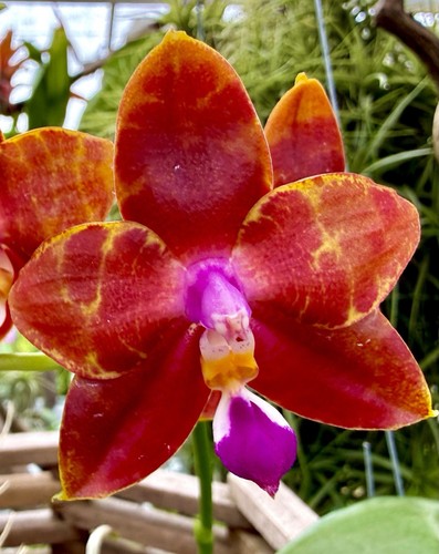 Phalaenopsis fire dragon - fire,