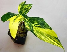 Philodendron Florida Beauty x