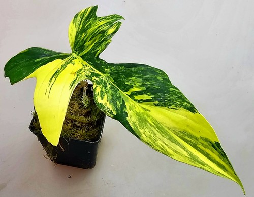 Philodendron florida beauty - beauty, x