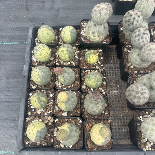 Vendita tephrocactus - pz,