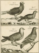 Oiseau Pigeon Nonain Sauvage