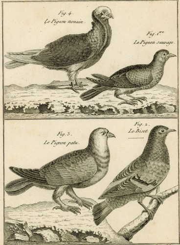 Oiseau pigeon nonain - pigeon, sauvage