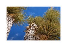 10x Yucca brevifolia Albero di