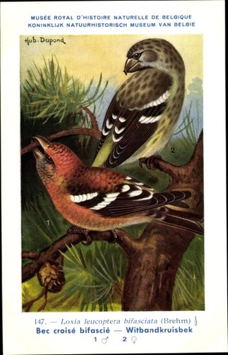 Cartolina artistica dupond - artistica,